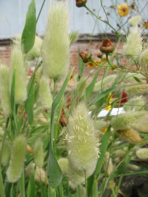 Lagurus ovatus
